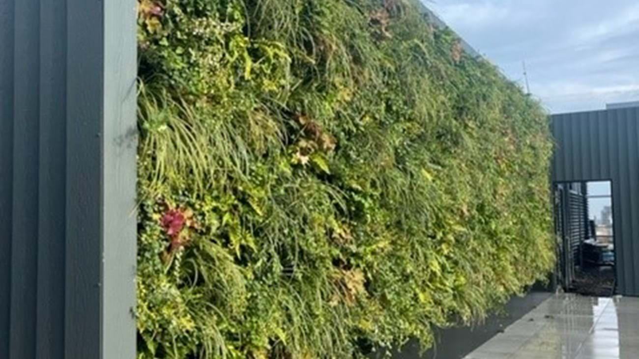 Green Wall 1 (1)